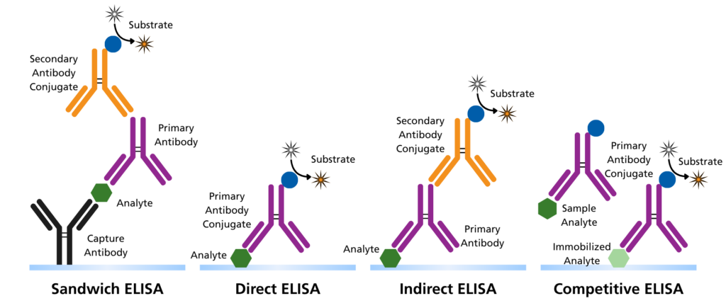Diagram showing sandwich, direct, indirect, and competitive ELISA molecular mechanisms. The different antibody and analyte-binding configurations can influence assay workflow and ELISA sensitivity.