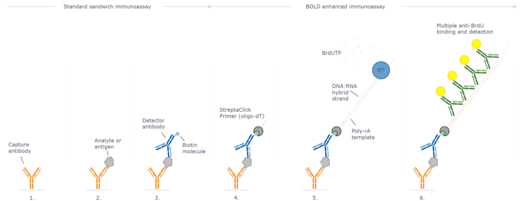 Binding Oligo Ladder Detection (BOLD) signal amplification workflow used to turn sandwich ELISA immunoassays into ultra-sensitive immunoassays. An oligo-dT primer-labelled detection antibody binds the analyte, then reverse transcriptase extends the primer on a poly-A template using BrdUTP as substrate, creating multiple BrdU binding sites for detector antibodies. This results in increased signal.